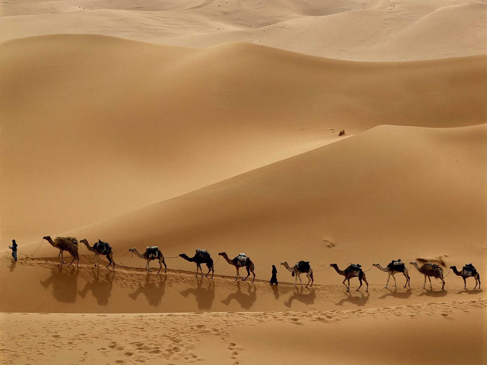 camels in desert