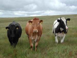 Cattle are among the key environmental elements which Allah has put for the service of man, though they share with him using up other elements of the environment such as water, air, plants, etc.