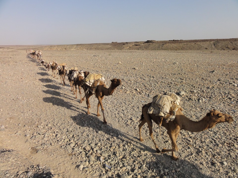 loaded camels caravan
