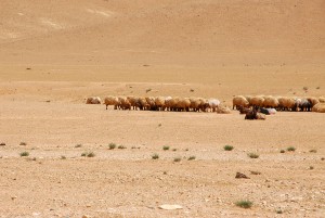 sheep in desert
