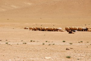 sheep in desert