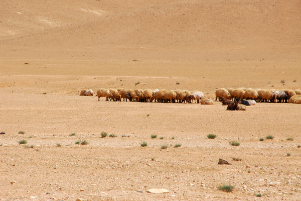 sheep in desert