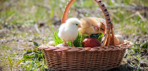 Rights of Plants and Animals in Islam