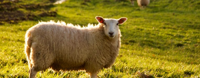 What Are the Rulings and Conditions of Udhiyah?