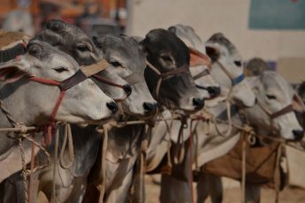 Why Do Muslims Kill Animals for Food?