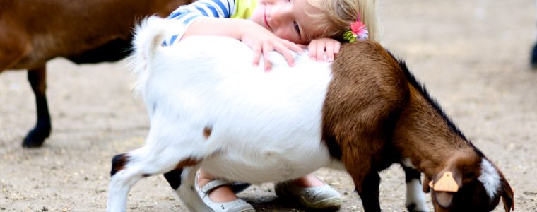 Do Animals Have Rights in Islam?