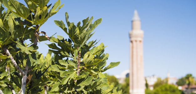 Some Basic Characteristics of Islamic Ideology (Part 3)